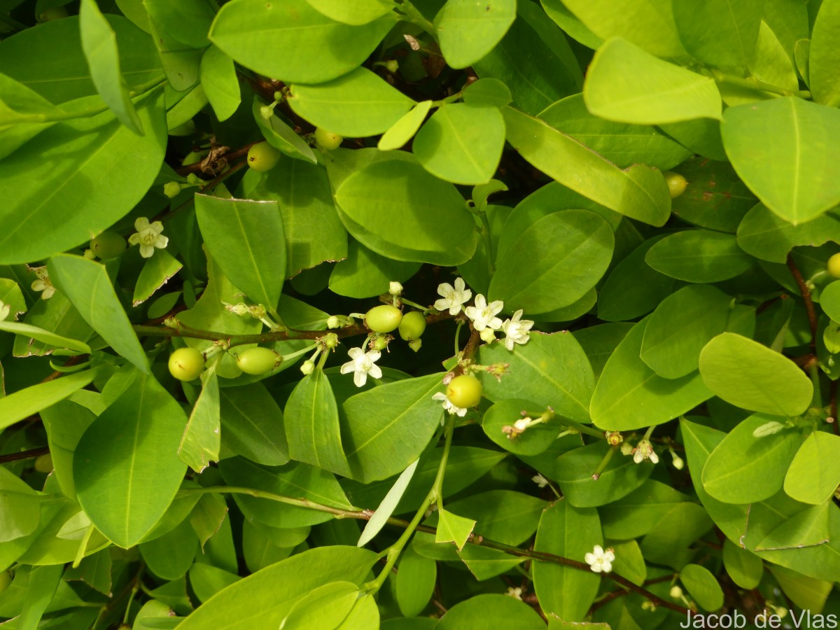 Erythroxylum novogranatense (D.Morris) Hieron.